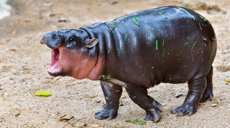 Internet sensation Moo Deng the baby hippo