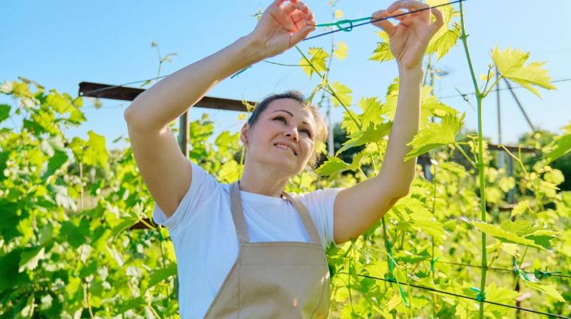A woman working in a vineyard